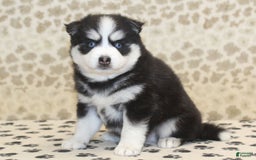 Pomsky dogs for sale: Chief - Image 1