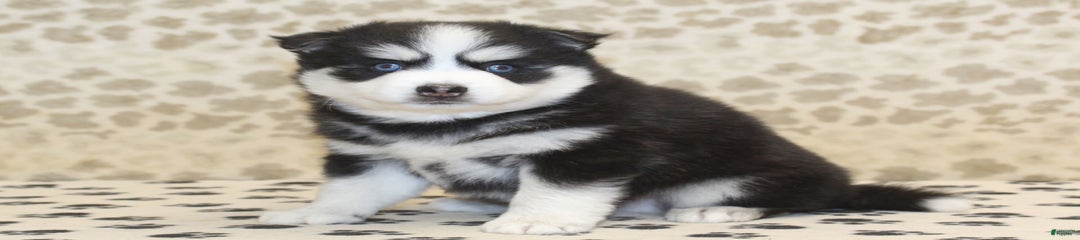 Chief