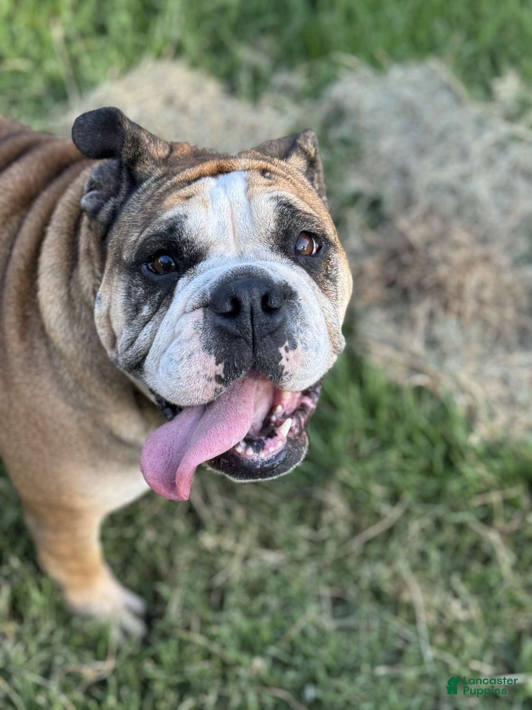 English Bulldog dogs for sale: Mr. Mans Jr. - Image 9