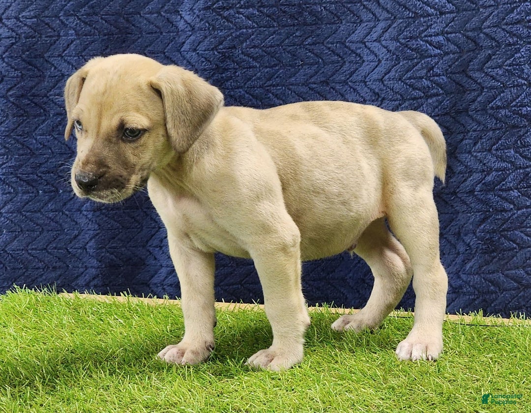 Catahoula Leopard Dog dogs for sale: Duchess 2025 Male 3 - Image 9