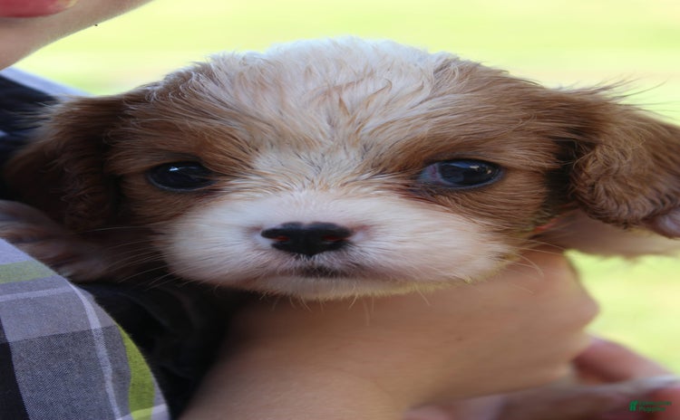 Cavalier King Charles Spaniel dogs for sale - Ad 3