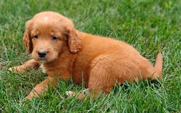 Goldendoodle dogs for sale: River - Image 9