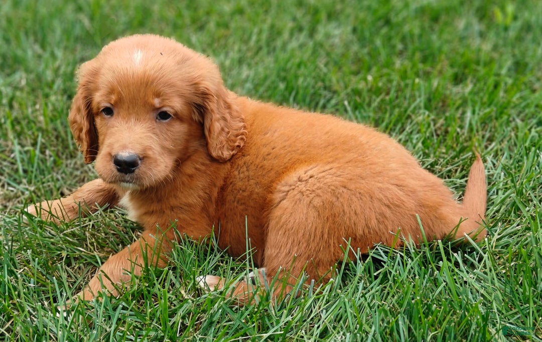 Goldendoodle dogs for sale: River - Image 9