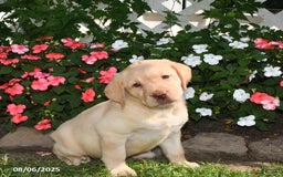 Labrador Retriever dogs for sale: Jasmine - Image 5