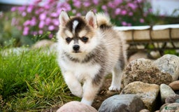 Pomsky dogs for sale: Fira - Image 2