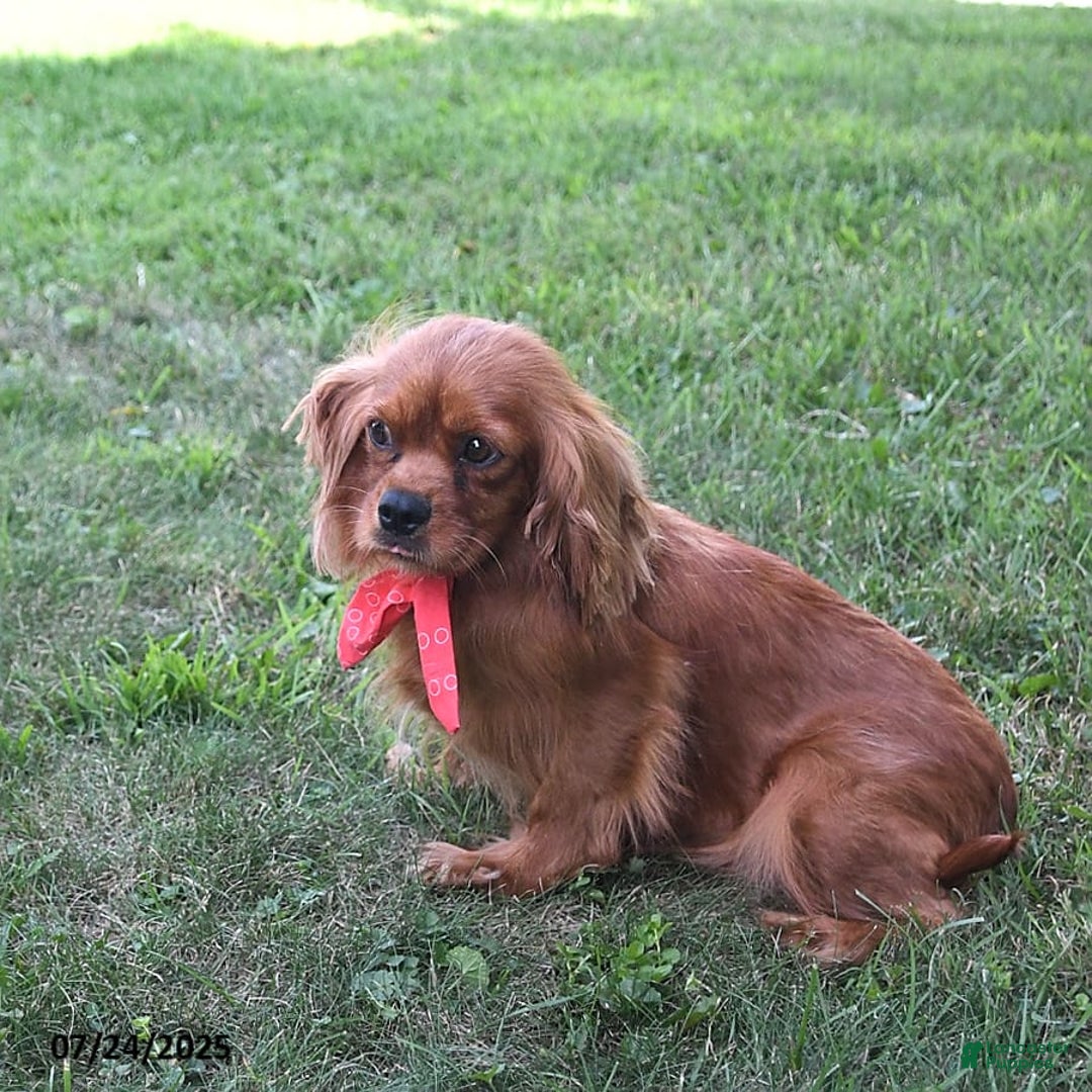 Cavalier King Charles Spaniel dogs for sale: Zander Blake - Image 11
