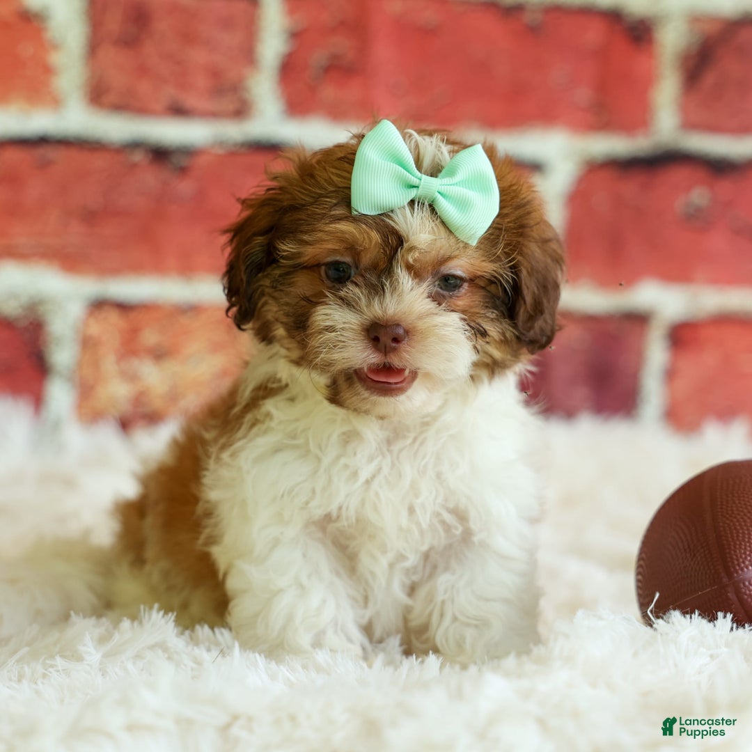 Shih Tzu dogs for sale: Rusty - Image 10
