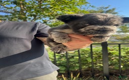 French Bulldog dogs for sale: Fluffy Big Rope Merle Baby Girl - Image 1
