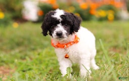 Miniature Poodle dogs for sale: Oreo - Image 9