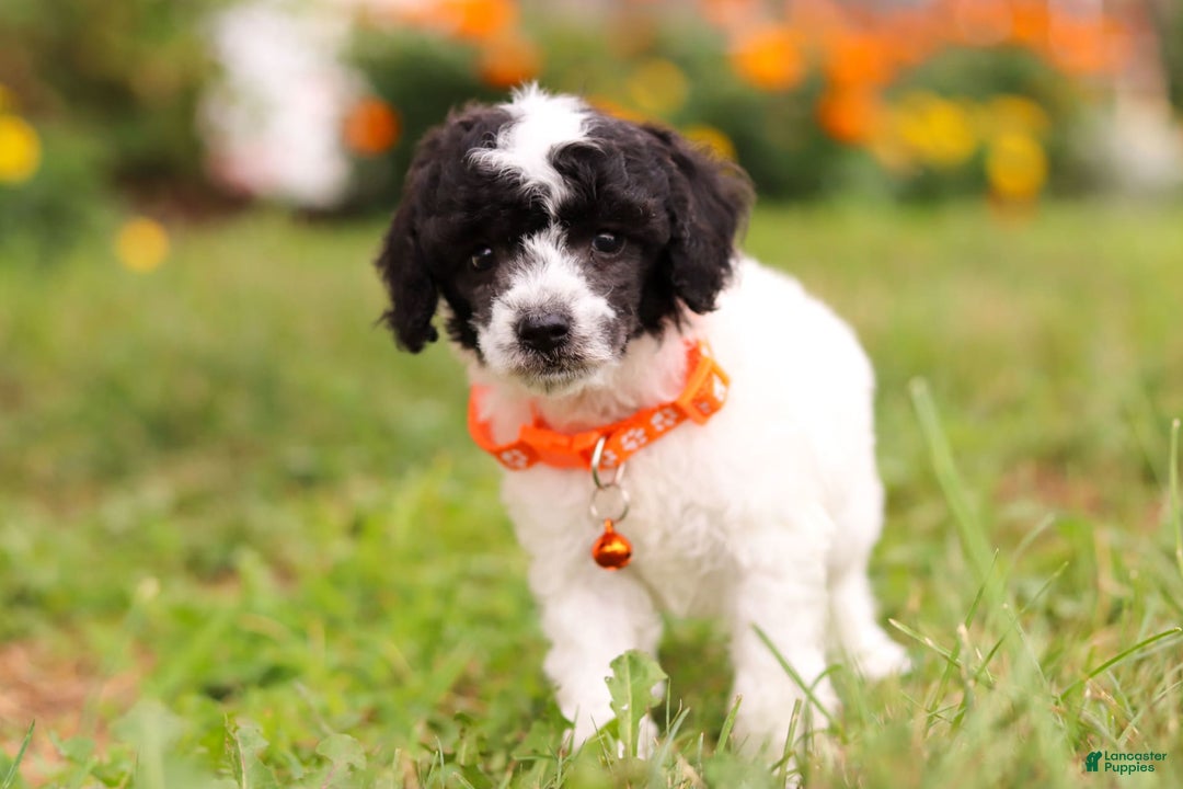 Miniature Poodle dogs for sale: Oreo - Image 9