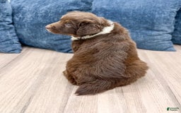 Australian Shepherd dogs for sale: Benji - Image 5