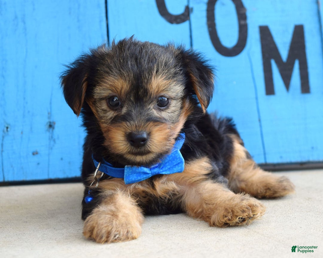 Yorkshire Terrier dogs for sale: Audi - Image 1