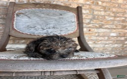 Cavapoo dogs for sale: Riley - Image 3