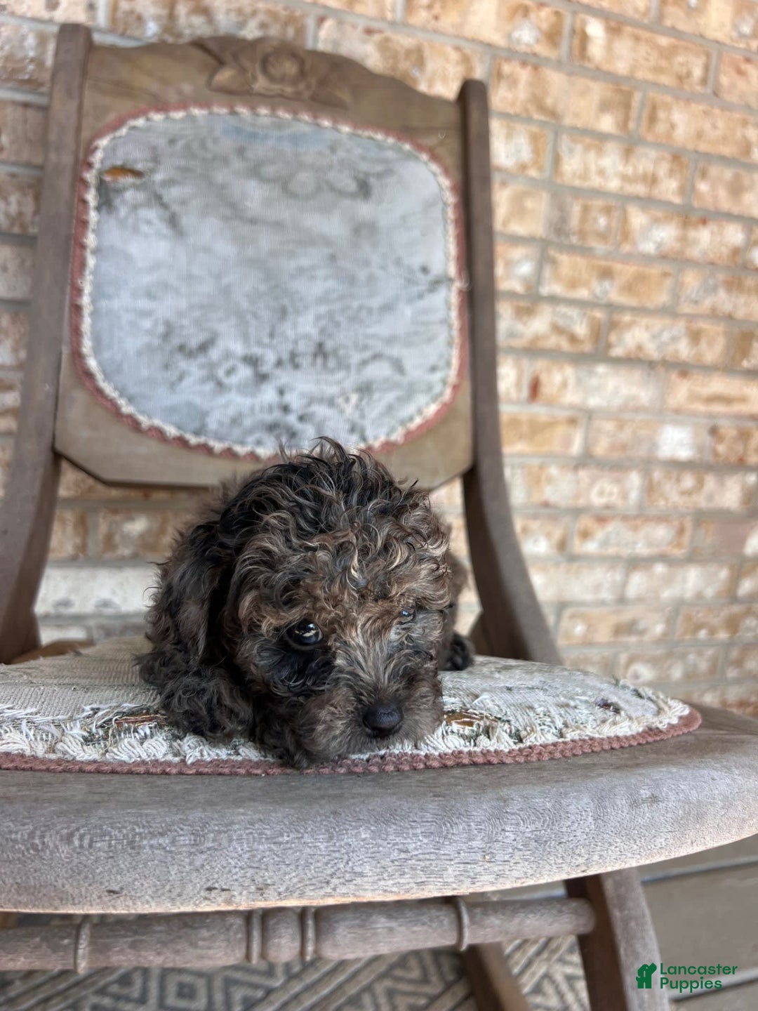 Cavapoo dogs for sale: Riley - Image 3