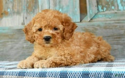 Mini Goldendoodle dogs for sale: Abbie - Image 4