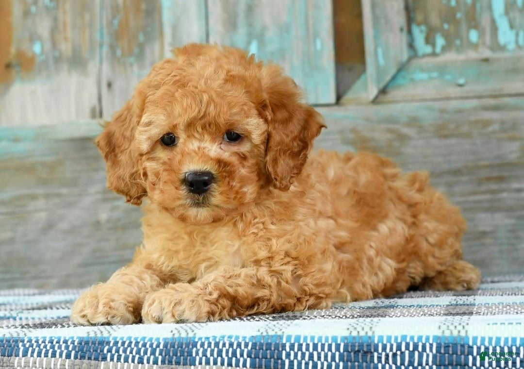 Mini Goldendoodle dogs for sale: Abbie - Image 4