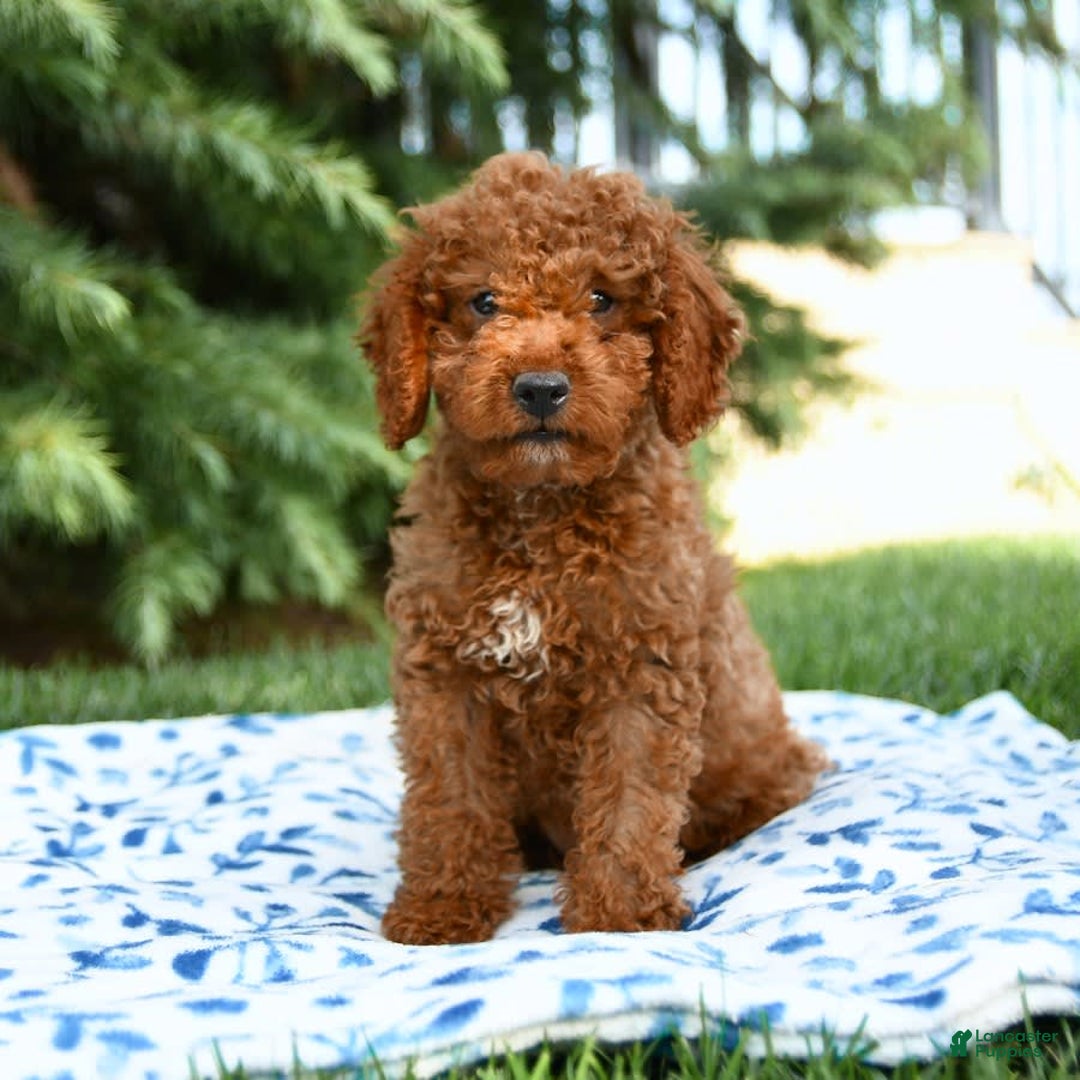 Mini Goldendoodle dogs for sale: Goose - Image 6