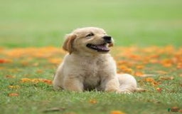 American Pit Bull Terrier dogs for sale: American Pit Bull Terrier Puppy 1 - Image 1