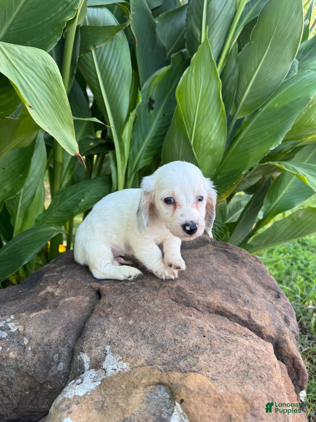 Miniature Dachshund dogs for sale: Carter LH - Image 4