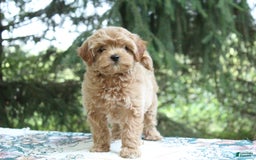 Miniature Poodle dogs for sale: Austin - Image 5