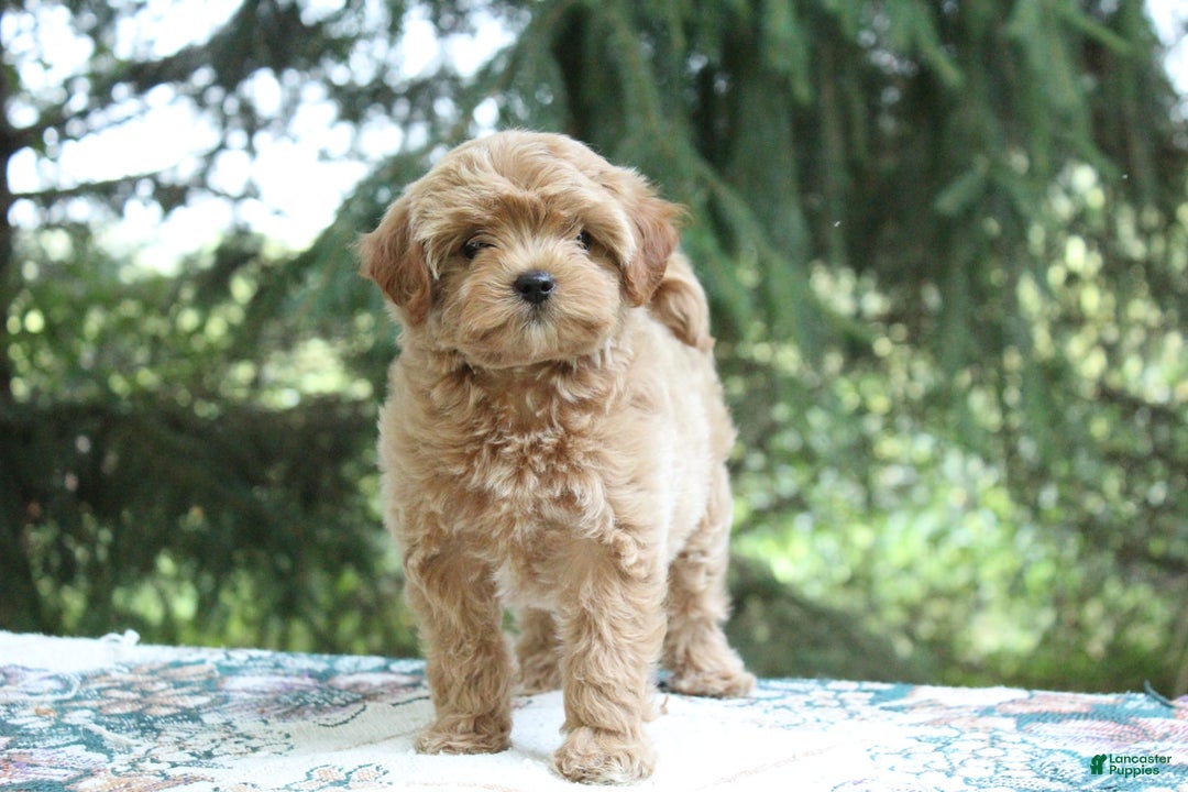 Miniature Poodle dogs for sale: Austin - Image 5