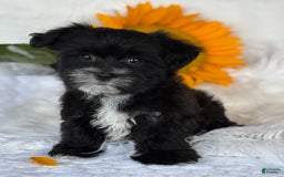 Morkie dogs for sale: LAKOTA - Image 3