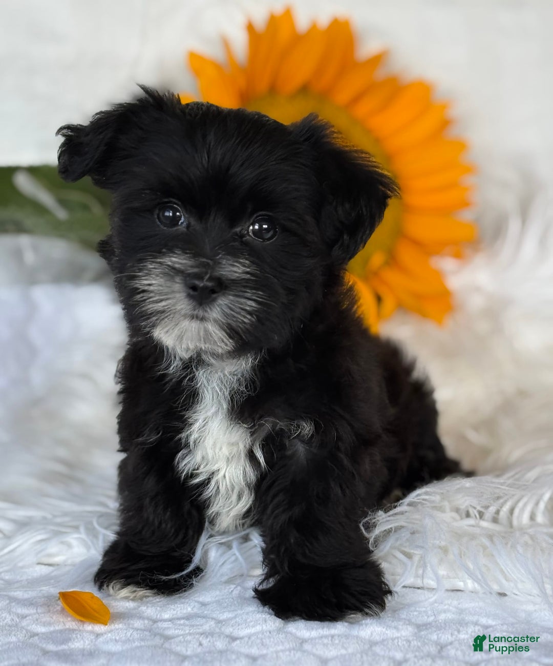 Morkie dogs for sale: LAKOTA - Image 3