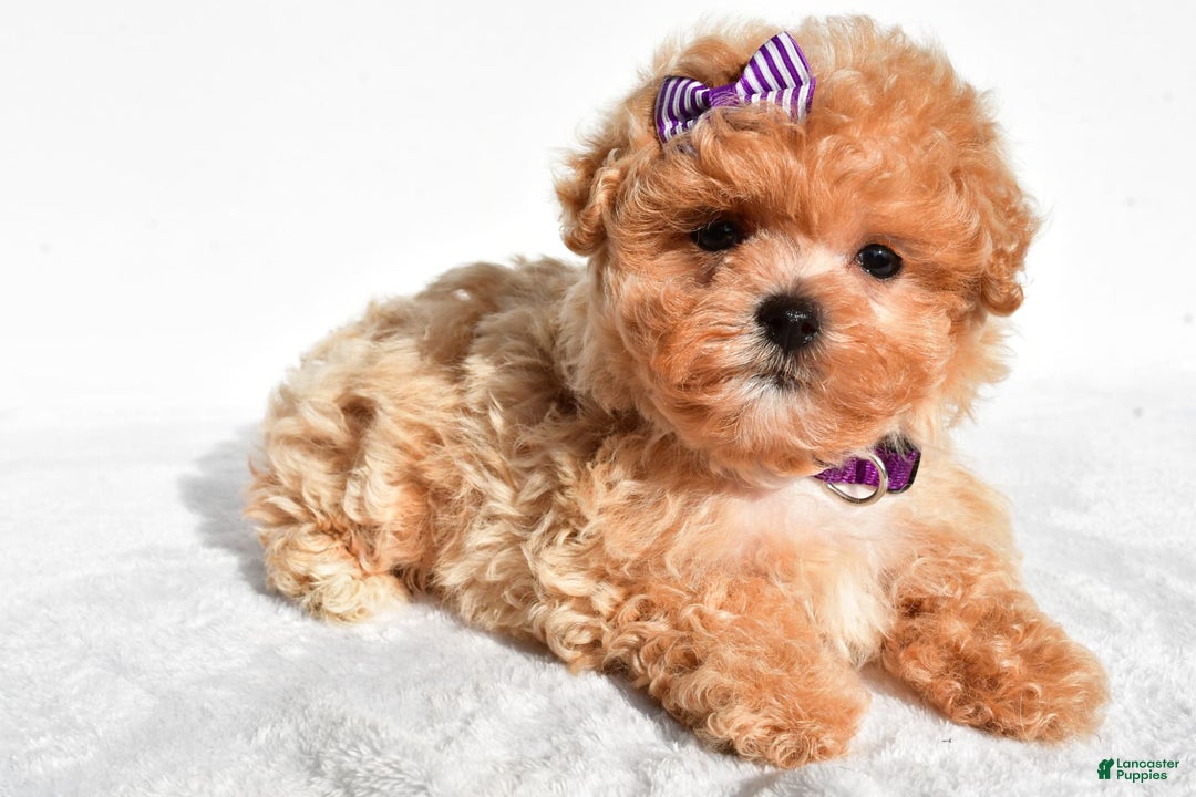 Maltipoo dogs for sale: Maltipoo 2 puppies - Image 8