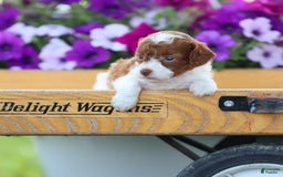 Toy Poodle dogs for sale: Cupcake - Image 3