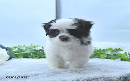 Havanese dogs for sale: Oliver - Image 2