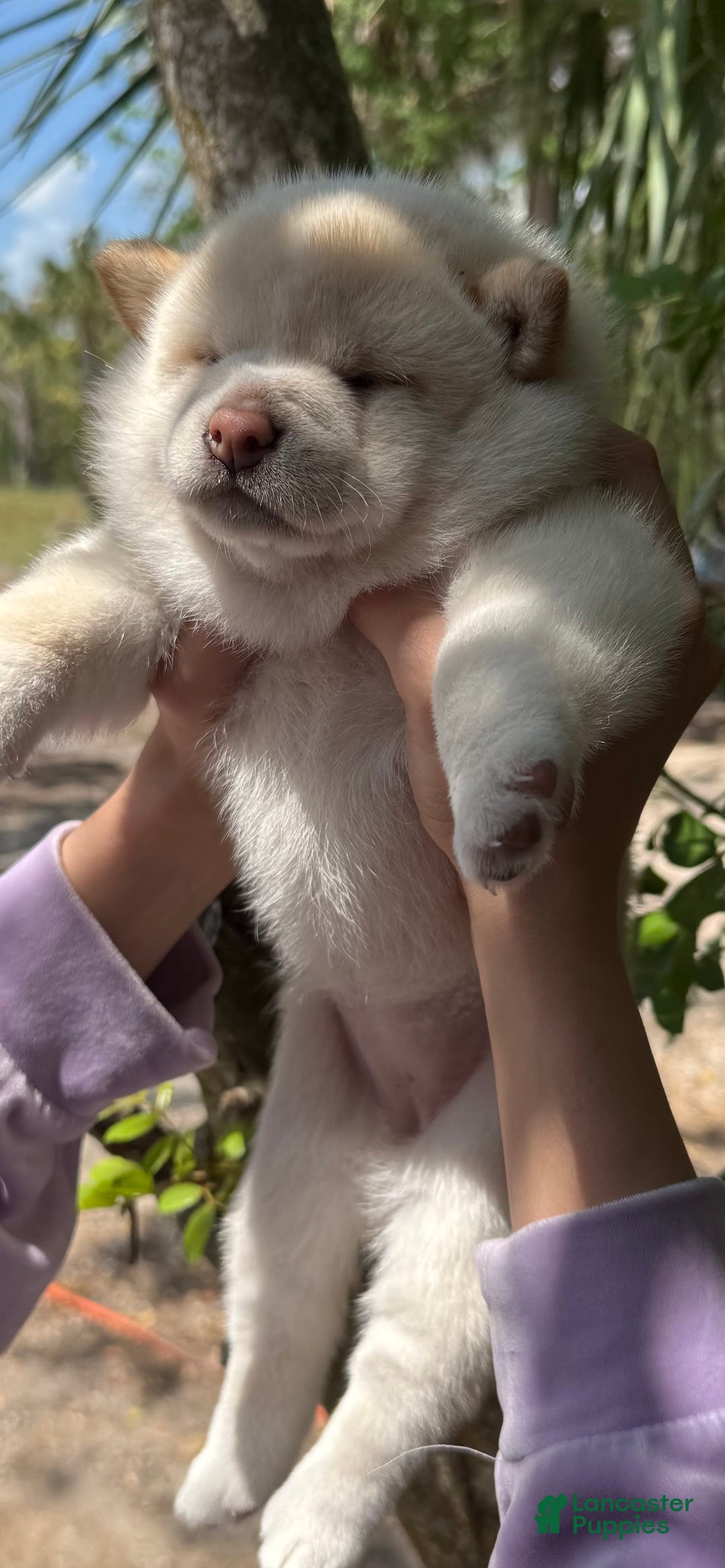 Shiba Inu dogs for sale: Paloma - Image 10