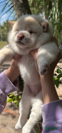 Shiba Inu dogs for sale - Ad 2