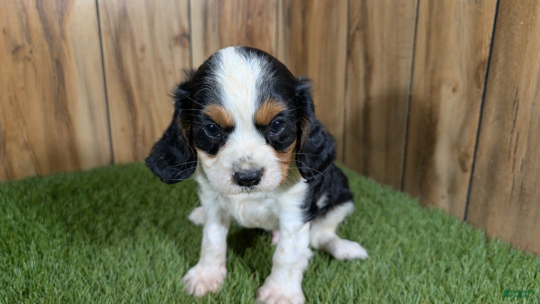 Cavalier King Charles Spaniel dogs for sale: Stardust Boy 2 - Image 2