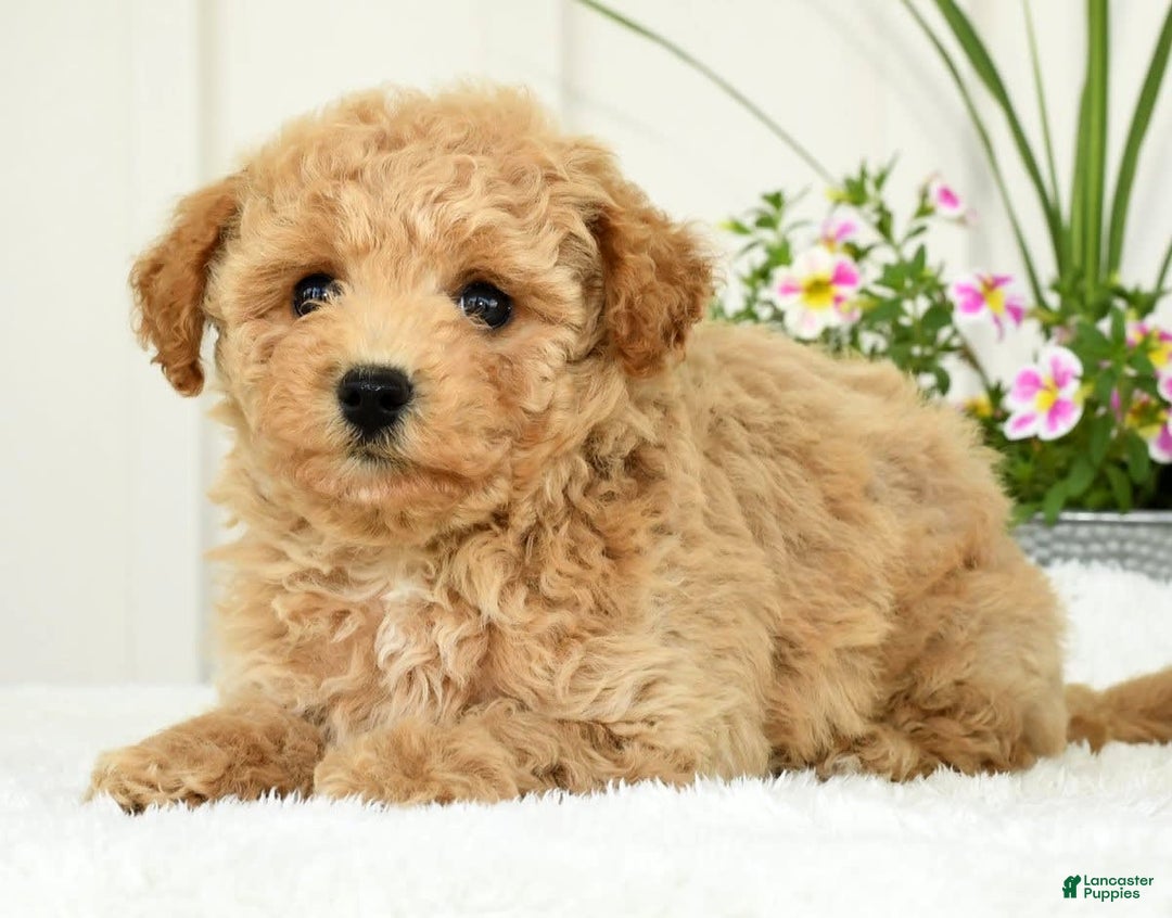 Bichpoo dogs for sale: Ivory - Image 4