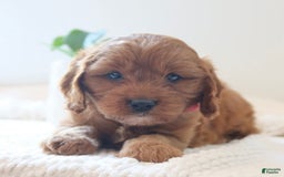 Cavapoo dogs for sale: Flora - Image 7