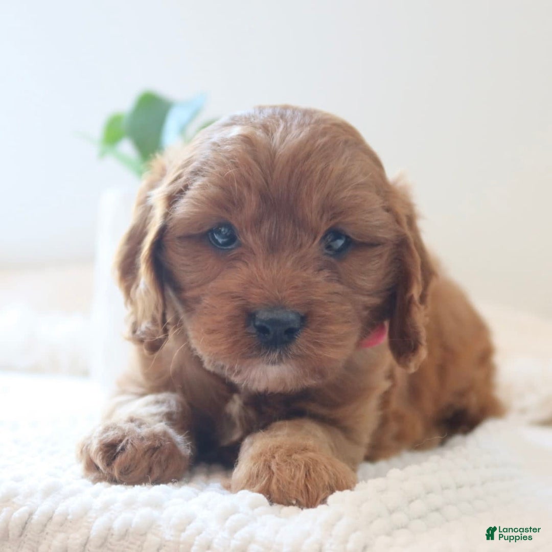 Cavapoo dogs for sale: Flora - Image 7
