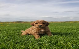 Mini Goldendoodle dogs for sale: Milo F1b - Image 9