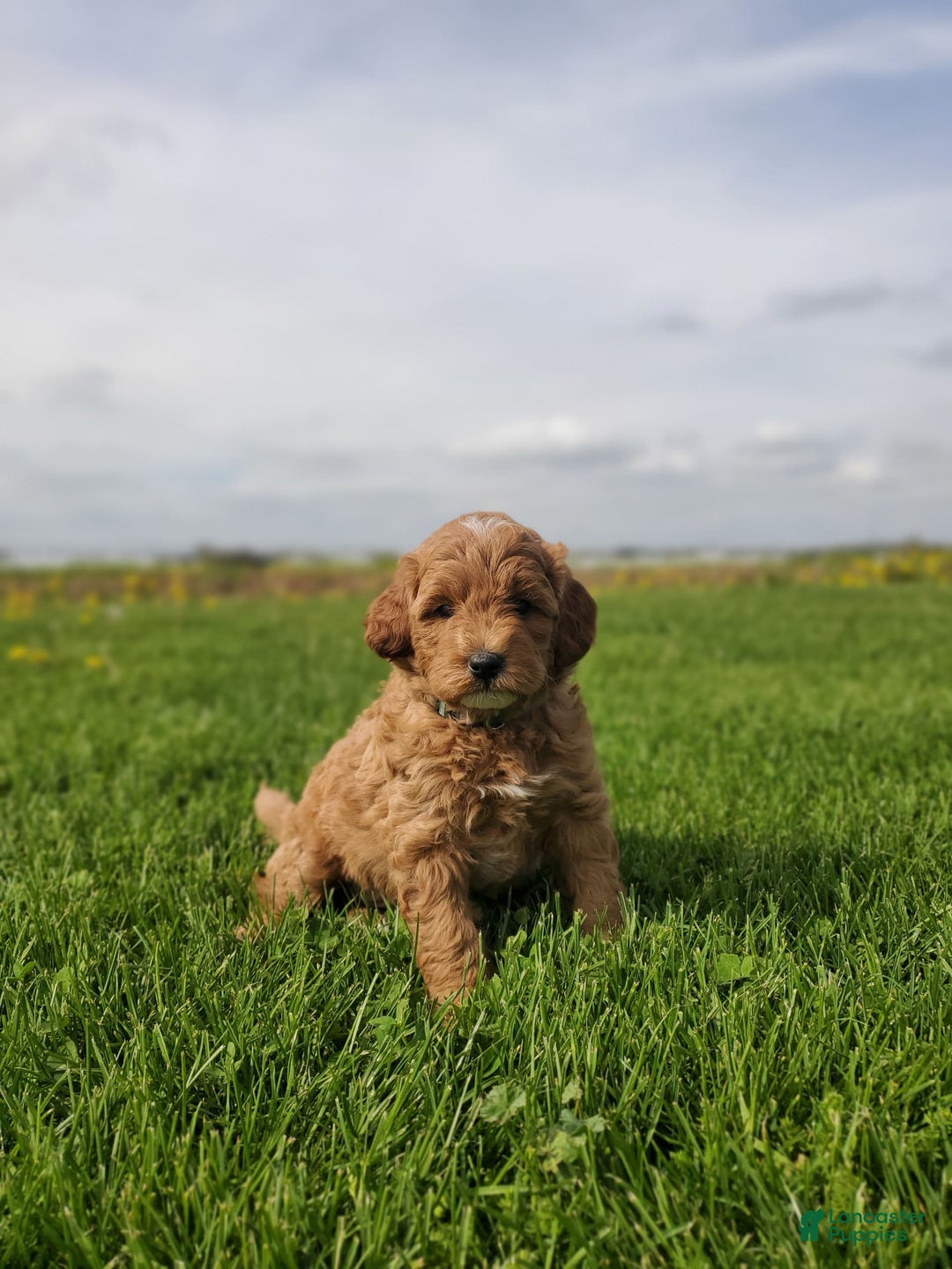Mini Goldendoodle dogs for sale: Milo F1b - Image 9