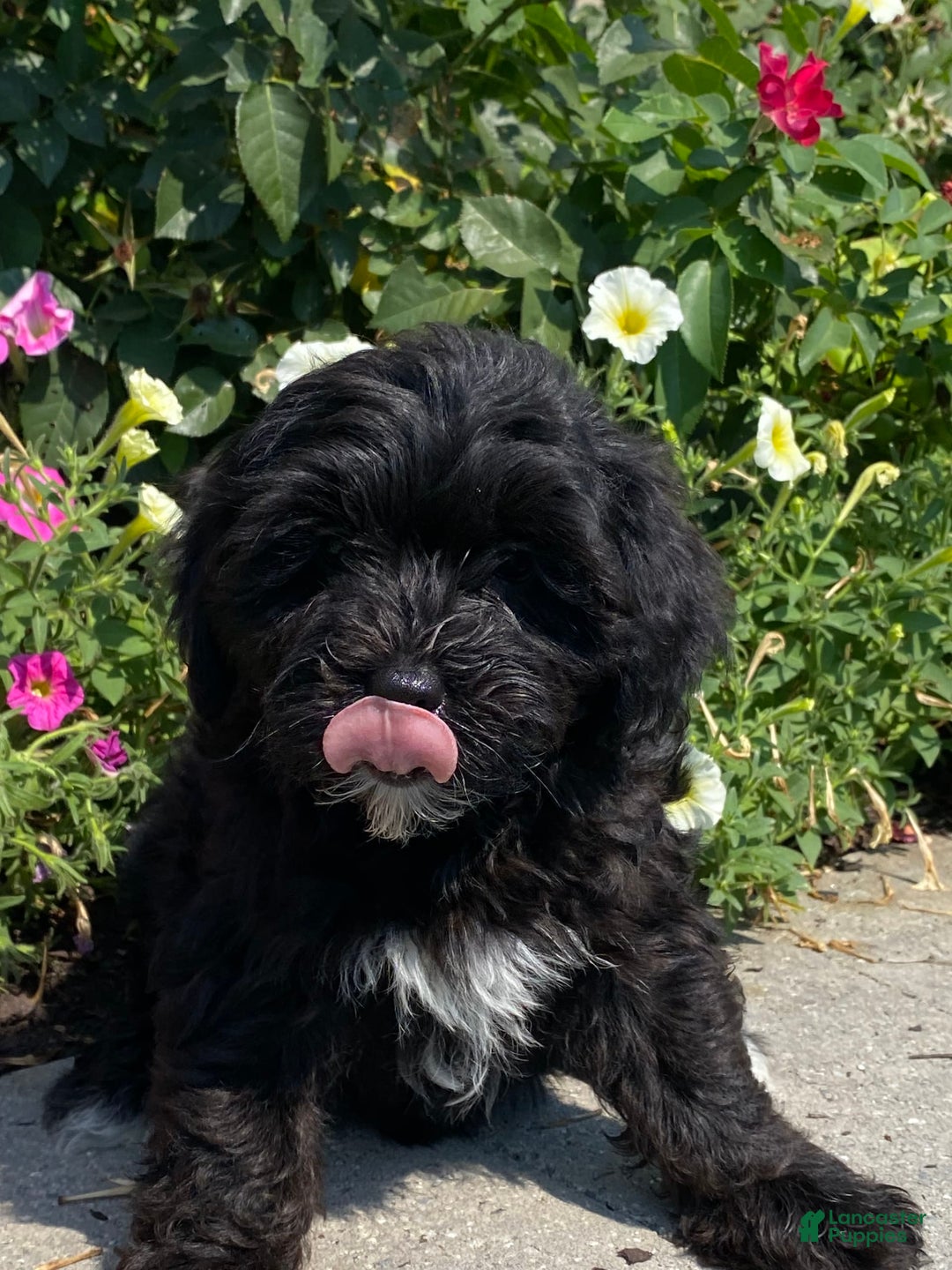 Lhasapoo dogs for sale: Jonah - Image 3