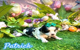 Yorkshire Terrier dogs for sale: Patrick Starr - Image 2