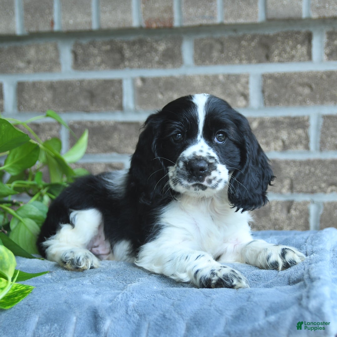 Cocker Spaniel dogs for sale: Jeff - Image 2