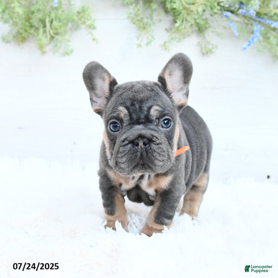 French Bulldog dogs for sale: Bella - Image 1