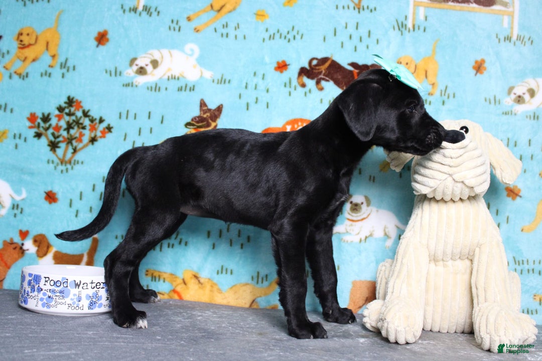 Labrador Retriever dogs for sale: Obsidian - Image 5