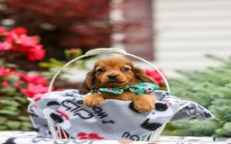 Miniature Dachshund dogs for sale: Queenie - Image 8