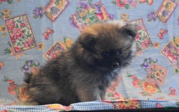 Pomeranian dogs for sale: Kenny - Image 4