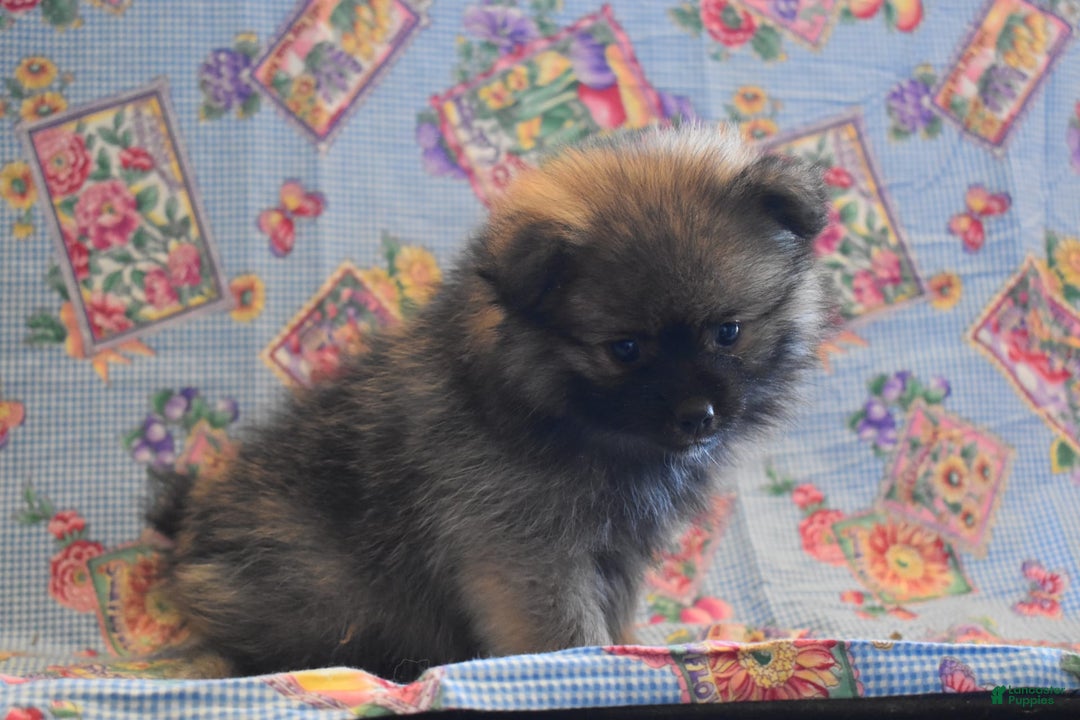 Pomeranian dogs for sale: Kenny - Image 4