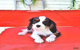 Cavalier King Charles Spaniel dogs for sale: Lola - Image 5