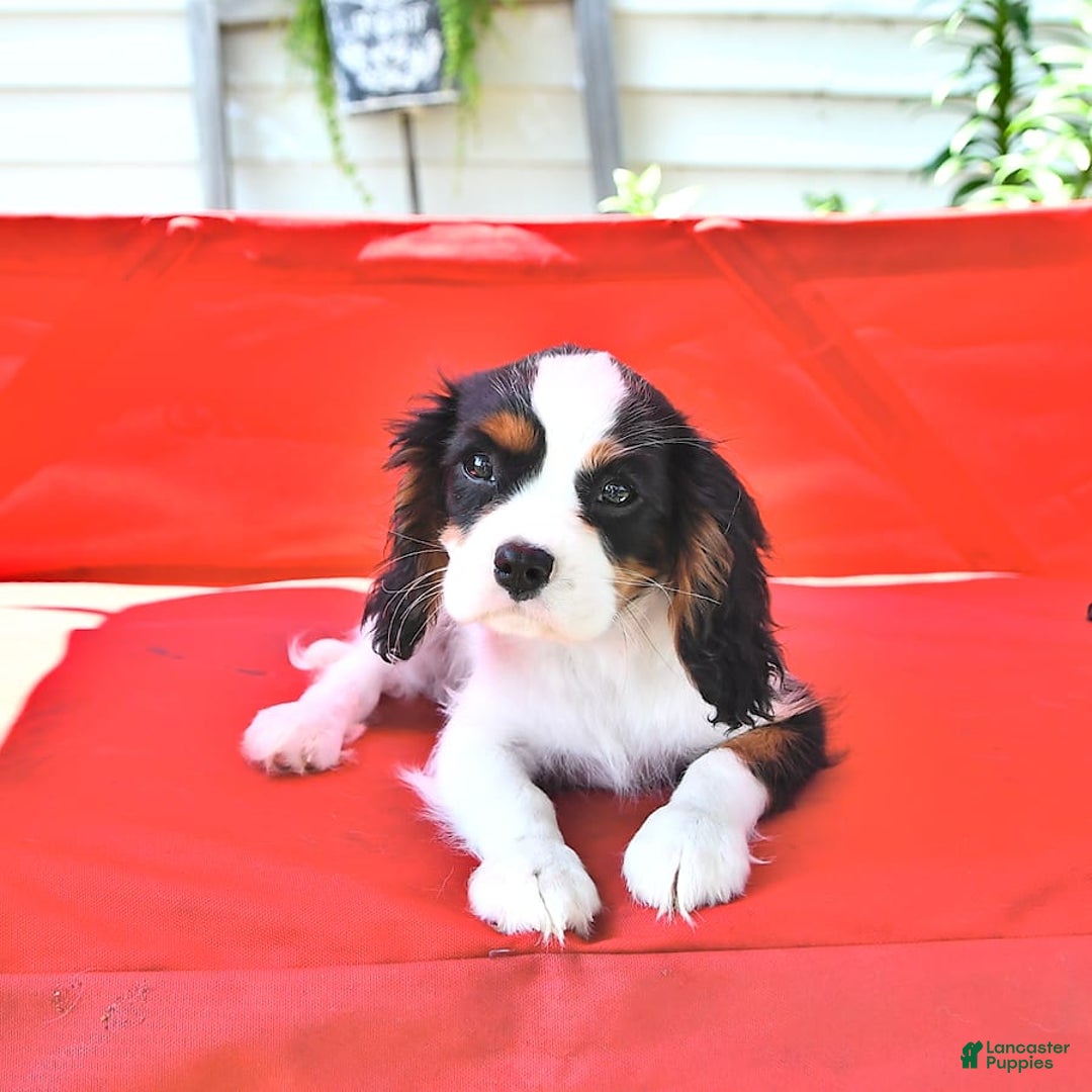 Cavalier King Charles Spaniel dogs for sale: Lola - Image 5