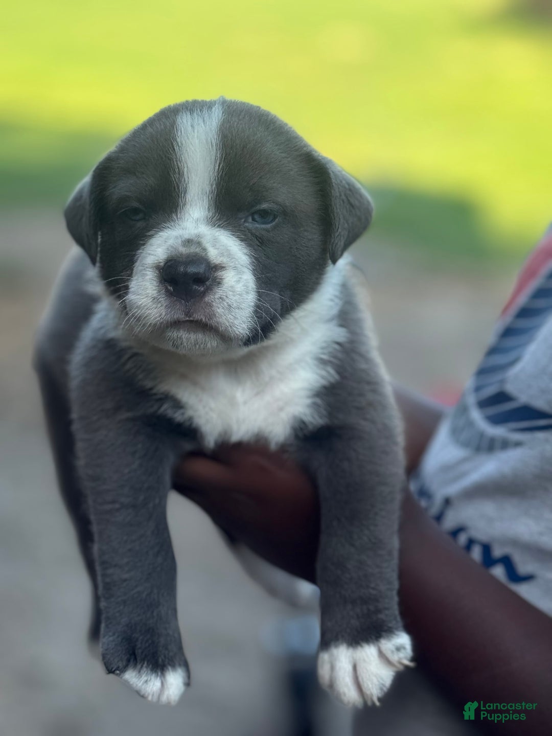 American Bully dogs for sale: Lazy Boy - Image 2