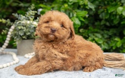 Mini Goldendoodle dogs for sale: Romeo - Image 2